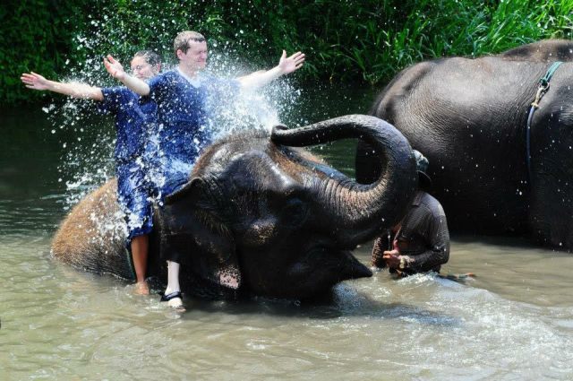 Thailand Elephant